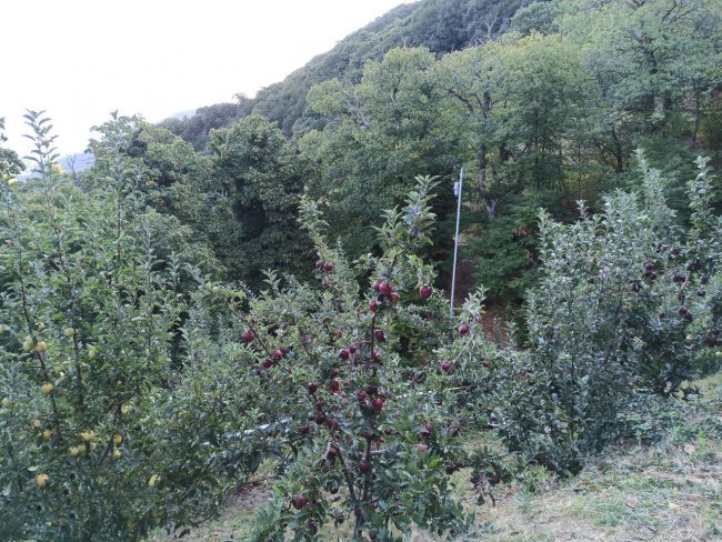 thumbnail_appletrees